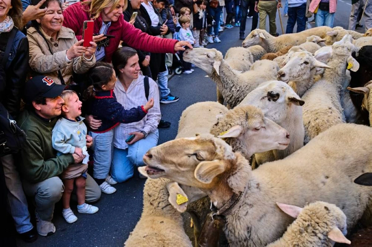 قطعان الماعز وسط مدريد (أ.ب)