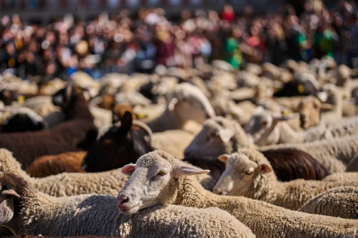 قطعان الماعز وسط مدريد  (أ.ب)