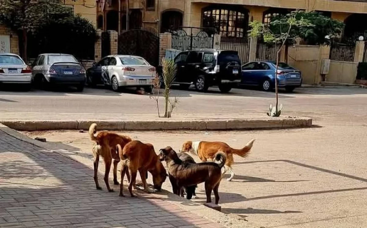 7 كلاب ضالة أنهت حياة طفلة في ثوانٍ.. غضب في مصر وتحقيق رسمي