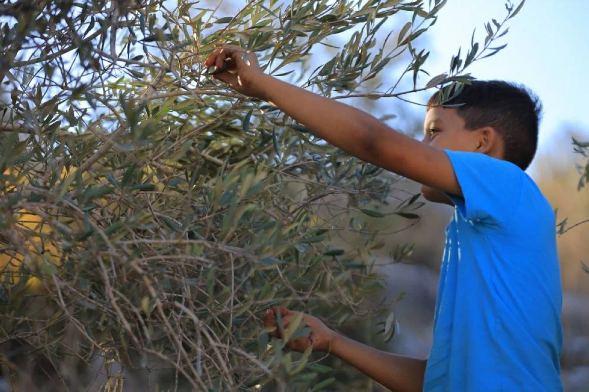 «القلب الكبير» تزرع الزيتون في غزة بحملة «الحصاد الأخير»