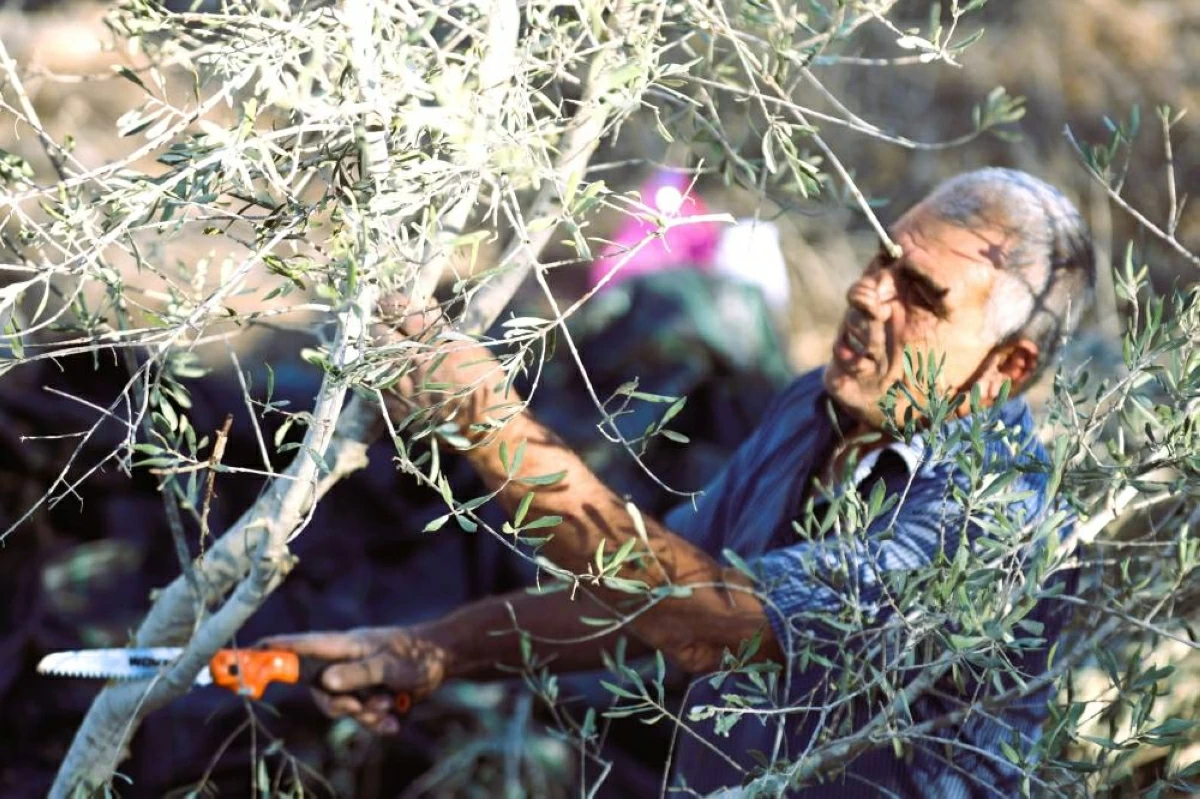 «القلب الكبير» تزرع الزيتون في غزة بحملة «الحصاد الأخير»