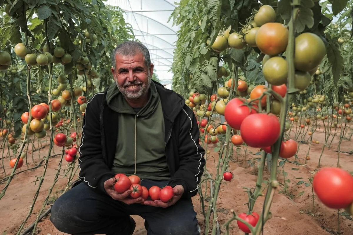 «القلب الكبير» تزرع الزيتون في غزة