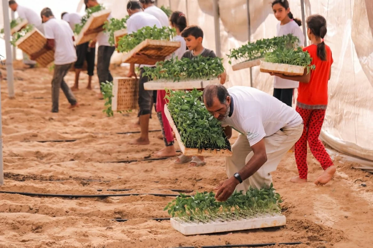 «القلب الكبير» تزرع الزيتون في غزة