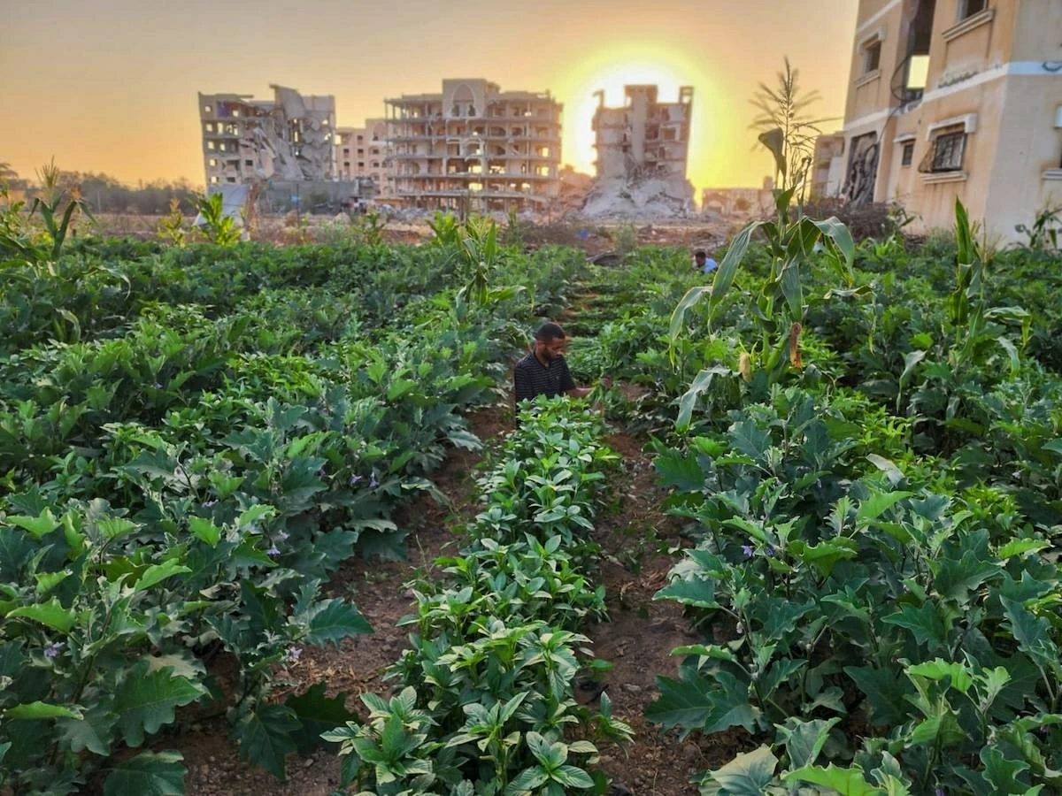 «القلب الكبير» تزرع الزيتون في غزة