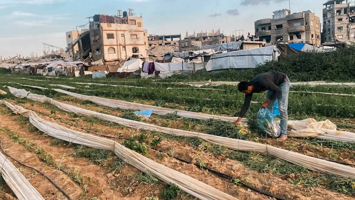 «القلب الكبير» تزرع الزيتون في غزة