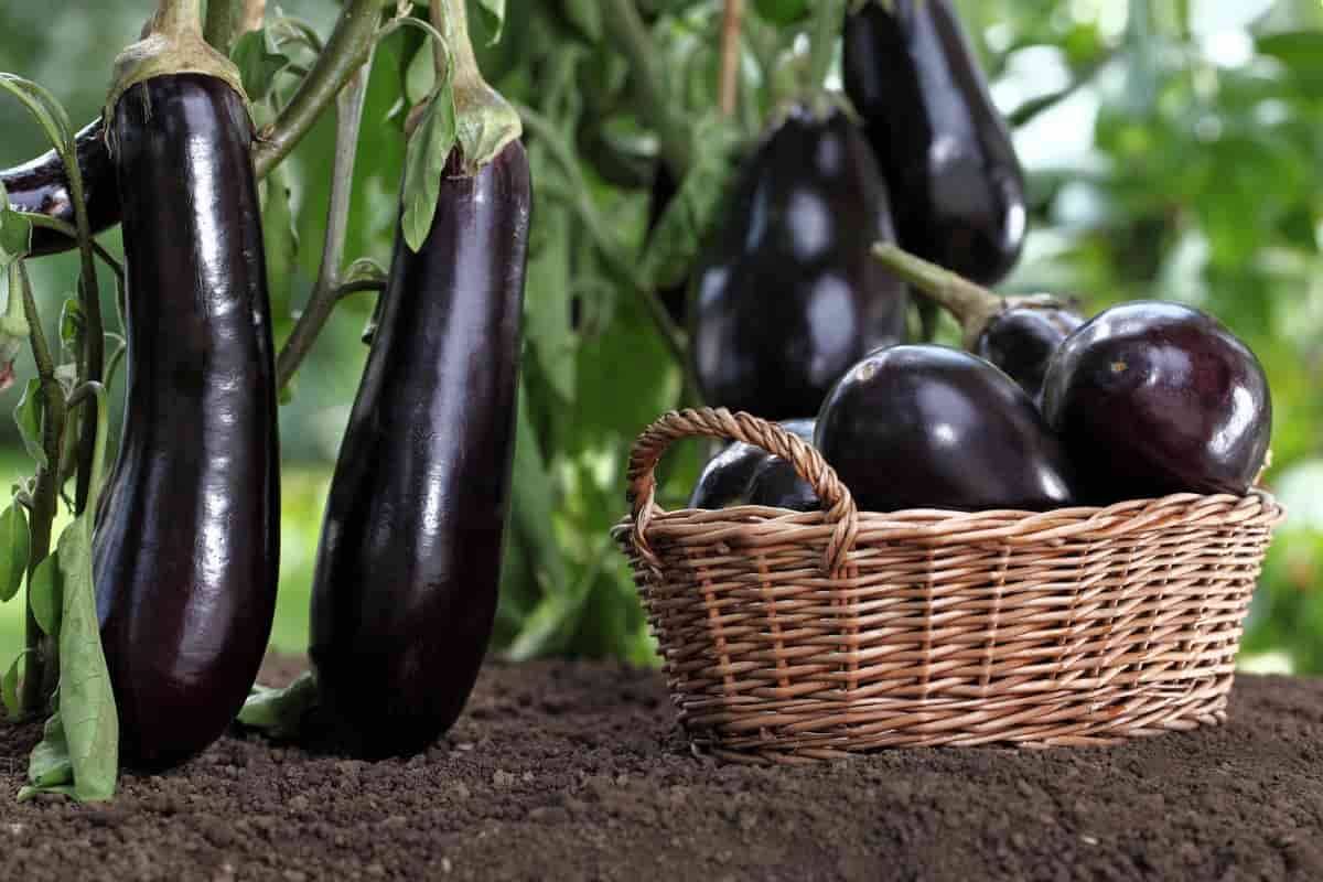 «الباذنجان الأسود» منافع صحية متعددة | صحيفة الخليج
