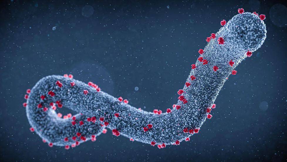 Image:«الصحة العالمية»: رصد إصابات جديدة بـ «ماربورج» في غينيا الاستوائية