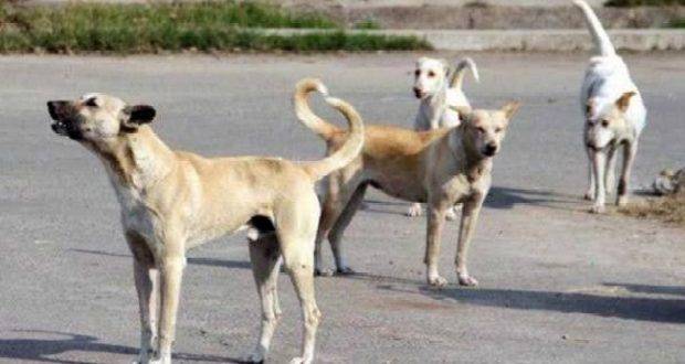 كلاب ضالة تكشف جريمة قتل في مصر صحيفة الخليج