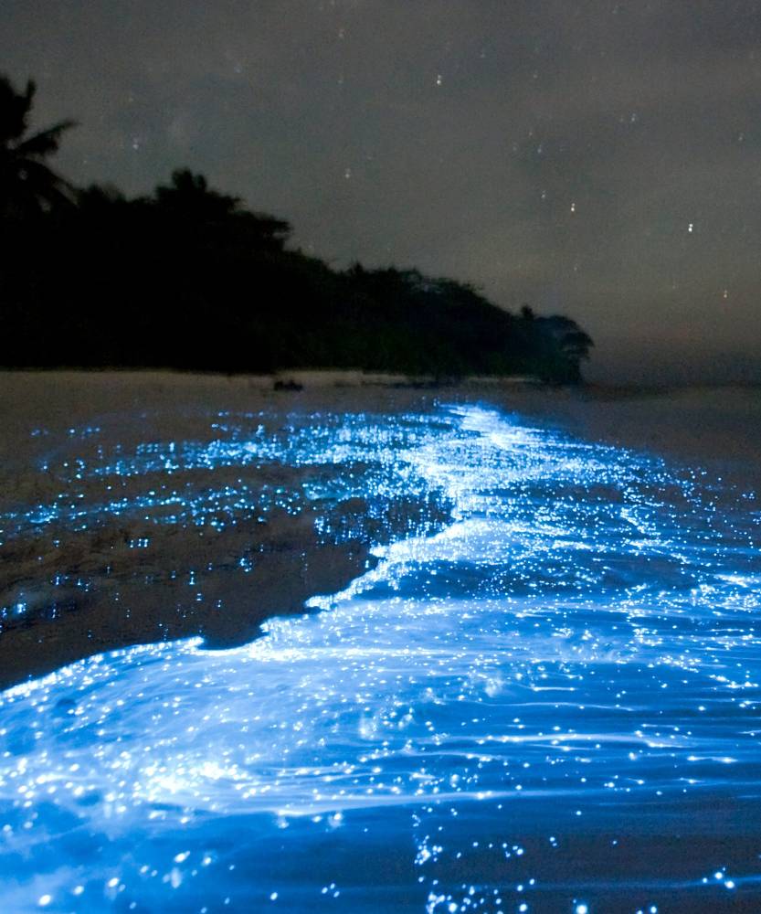 Вода ночью светится. Остров Ваадху. Остров Ваадху Мальдивы. Пляж Ваадху Мальдивы. Остров Ваадху Мальдивы светящийся пляж.