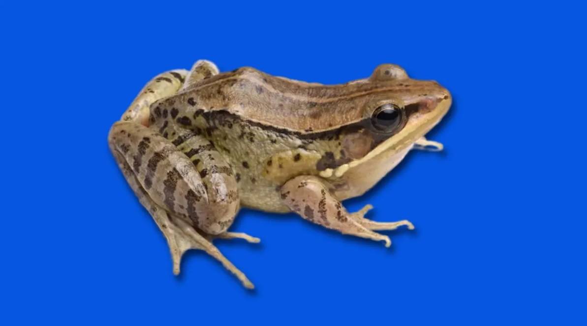 الضفدع المكتشف
