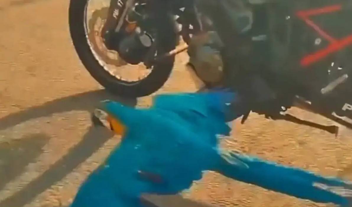 الماكاو