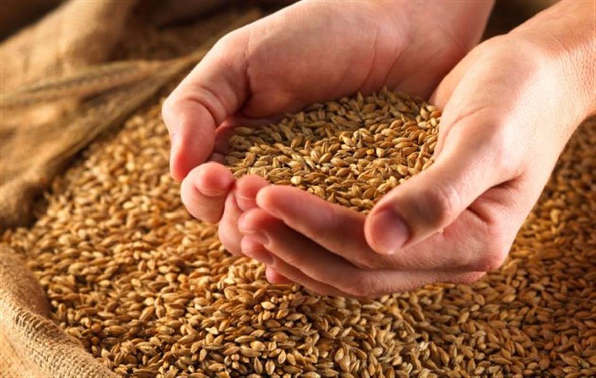 حساسية القمح.. بداية مضاعفات خطرة
