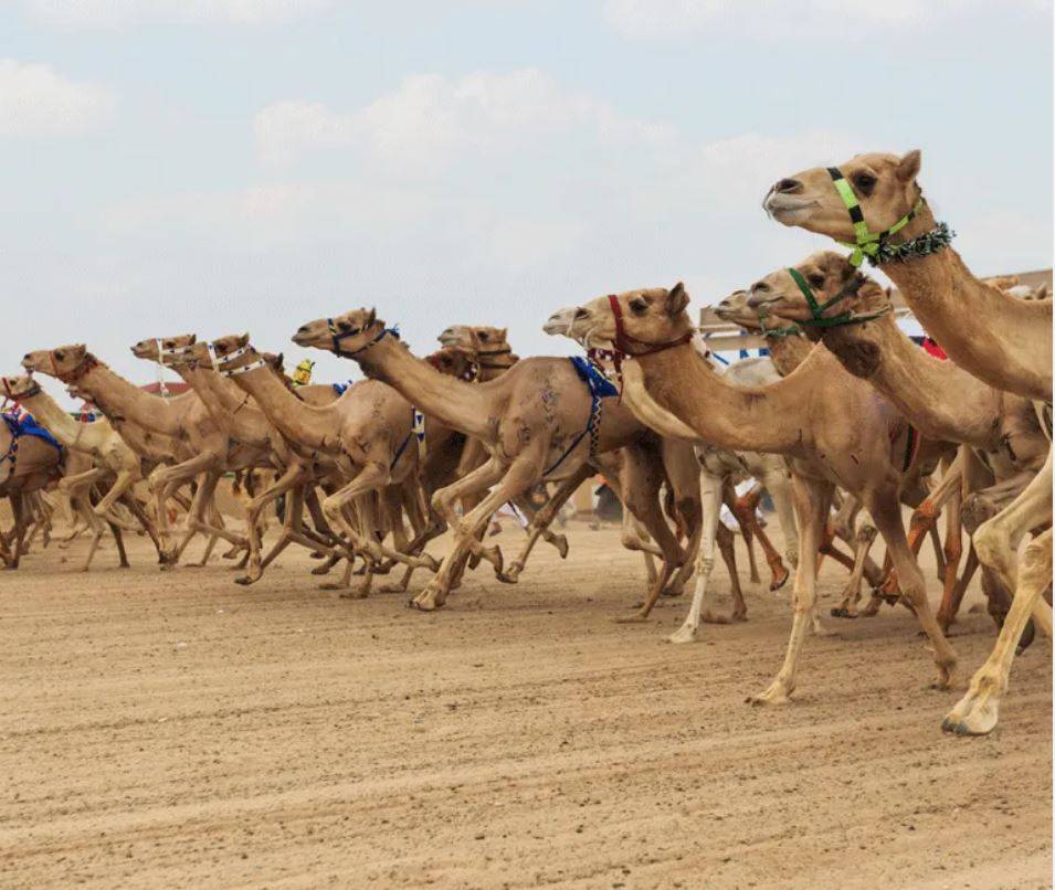 مهرجان العين لسباقات الهجن مهرجان العين لسباقات الهجن