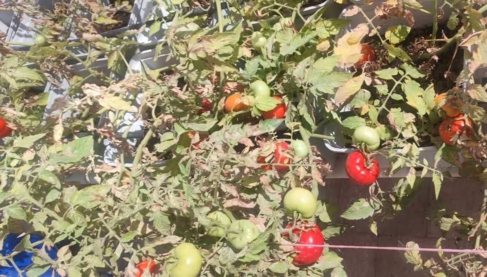 تجربة لزراعة أسطح العقارات في القاهرة تجربة لزراعة أسطح العقارات في القاهرة