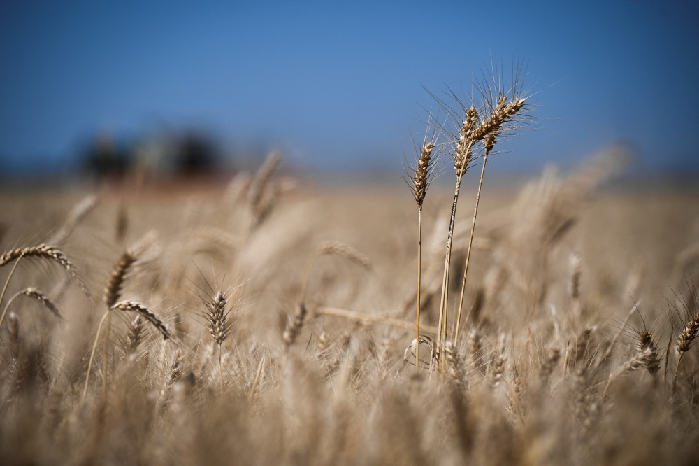 القمح الأوروبي قرب ذروة 3 أسابيع.. عقد مارس 190.50 يورو 