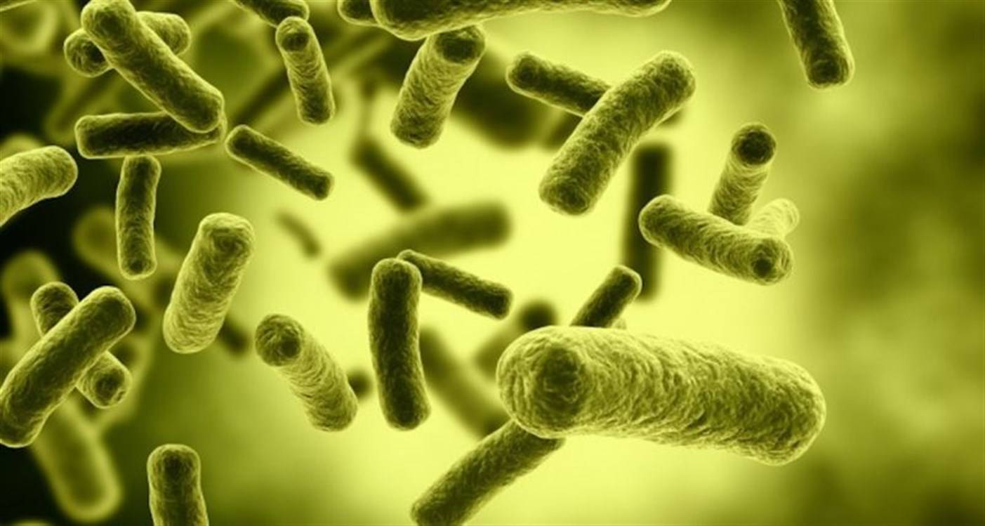 البكتيريا النافعة