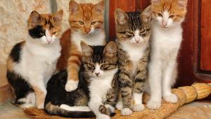 حكم بيع وشراء القطط