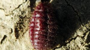 «البق» يلتهم الأشجار المهيبة في الإكوادور