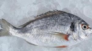 كوستاريكا.. جلود الأسماك تتحول إلى ملابس ومجوهرات