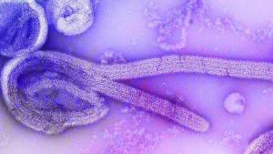 رواندا تبدأ حملة تطعيم ضد «فيروس قاتل» ينتقل من الخفافيش