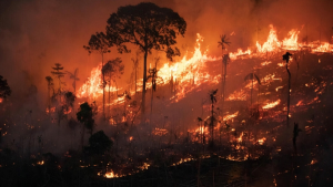 احتراق 22.38 مليون هكتار في البرازيل خلال العام الجاري