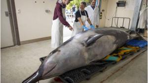 أطباء بيطريون قبل تشريح جيفة الحوت