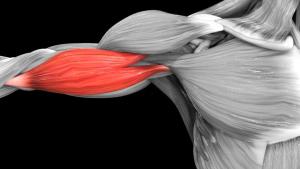 عقار لعلاج ضمور العضلات