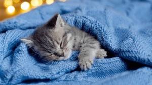 النوم بجوار القطط