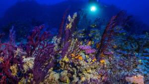 جزيرة شعاب مرجانية محمية (أ.ف.ب)