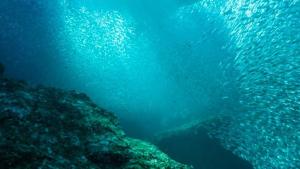 الصيد المستدام