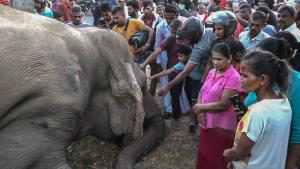 أشخاص يتجمعون حول جثة فيل (أ.ف.ب)