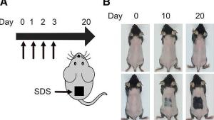 أثناء التجربة
