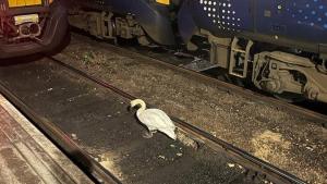 البجعة وهي تتنزه على القضبان