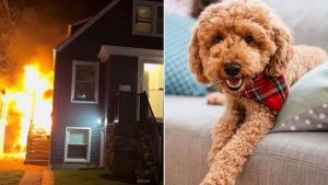 الكلب «تشيس».. والمنزل أثناء الحريق