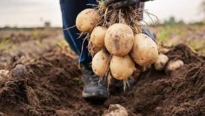 استخدام نفايات البطاطا لإنتاج مواد تجميلية