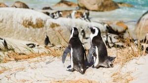 البطريق الإفريقي