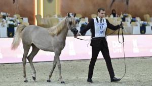 جانب من المنافسات