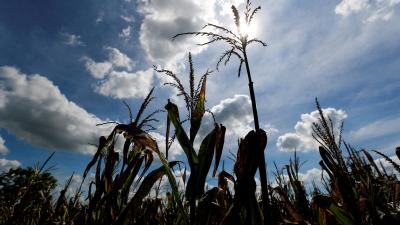 زراعة الحبوب