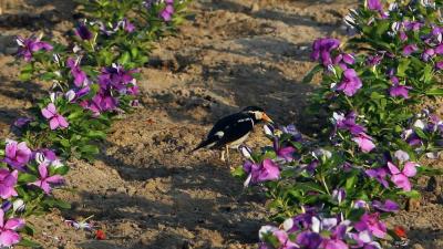 حديقة الصفا.. واحة خضراء تملأ النفوس بهجة