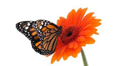 حديقة فراشات دبي