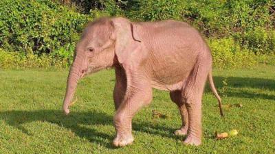 الفيل الأبيض النادر