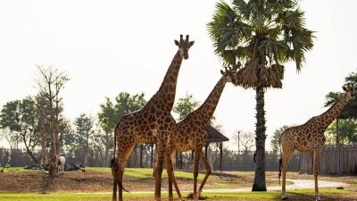 سفاري دبي بارك