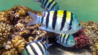 الشعاب المرجانية في مصر (أ.ف.ب)