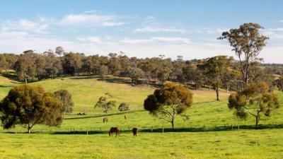 Farmland and paddocks near Maldon and Castlemaine on a clear sunny day in the Victorian goldfields, Australia 1