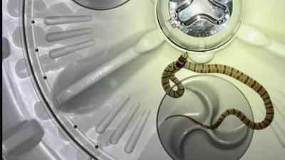 ثعبان في غسالة شخص