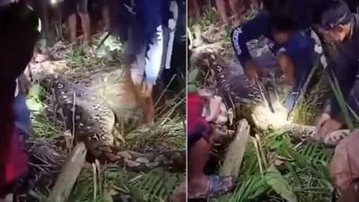 الثعبان بعد العثور عليه وقتله