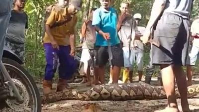 ثعبان ضخم يلتهم مزارعاً في إندونيسيا