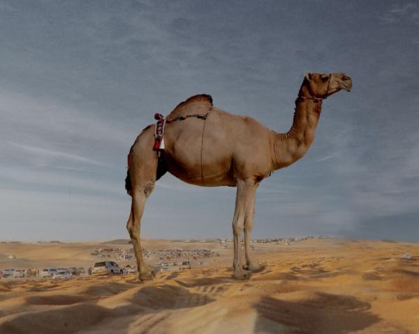 مهرجان الظفرة