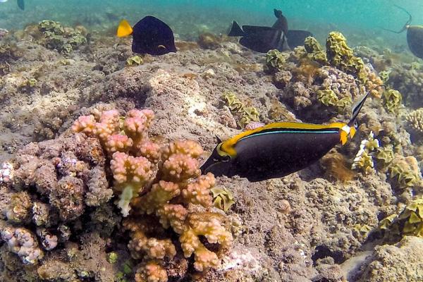 الشعاب المرجانية في مصر (أ.ف.ب)