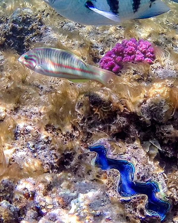 الشعاب المرجانية في مصر (أ.ف.ب)